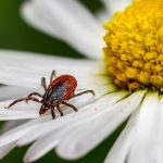 Detailed macro shot of a tick crawling on white daisy petals with a vibrant yellow center.