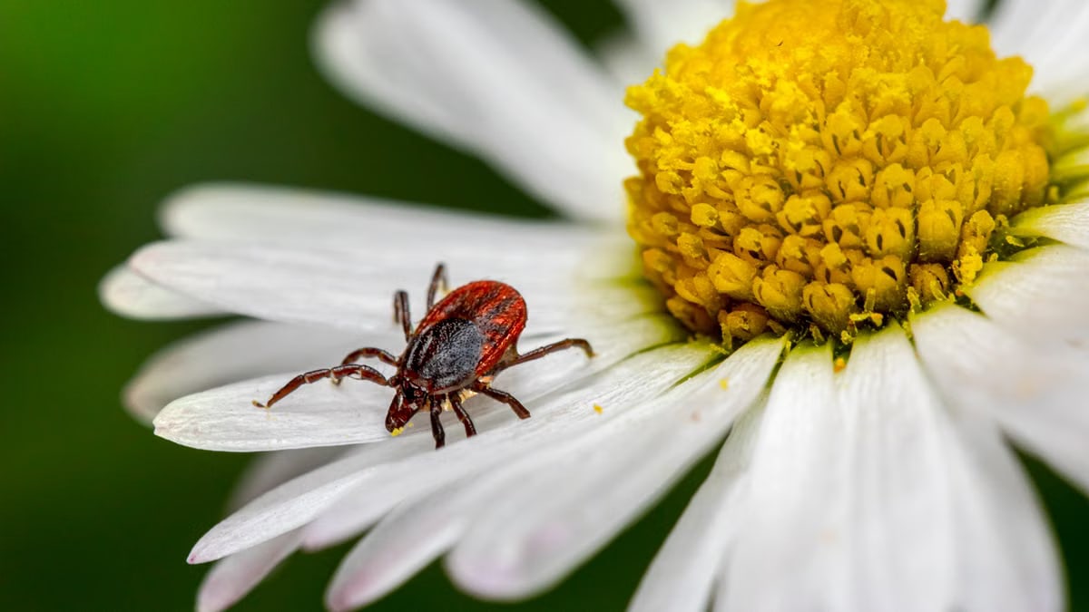Detailed macro shot of a tick crawling on white daisy petals with a vibrant yellow center.